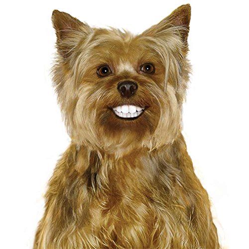 Pedigree Dentastix Dog 24 Mini Treat Toy/Small, 6oz