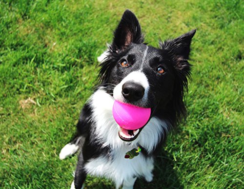 Ruff Dawg Ball XL Solid Rubber Dog Toy Large Assorted Neon Colors