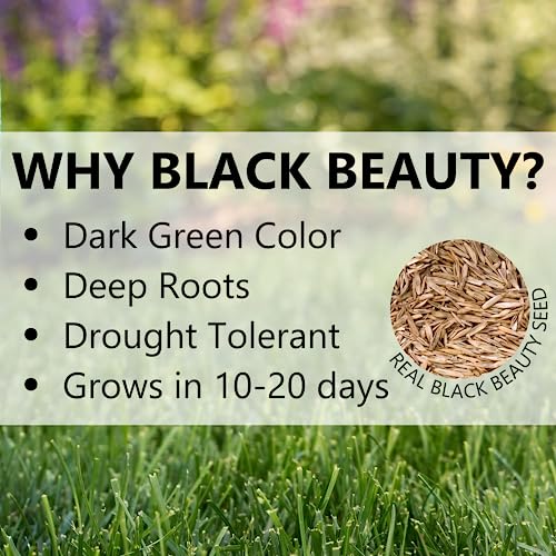 Jonathan Green Black Beauty Delmarva Grass Seed (Made for Maryland, Delaware, Virginia) - Cool Season Lawn Seed