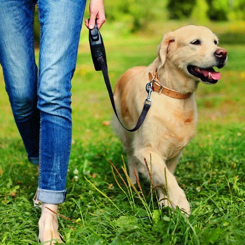 Simple Solution Pee Post | Outdoor Dog Training Aid | Pheromone Infused Dog Pee Post