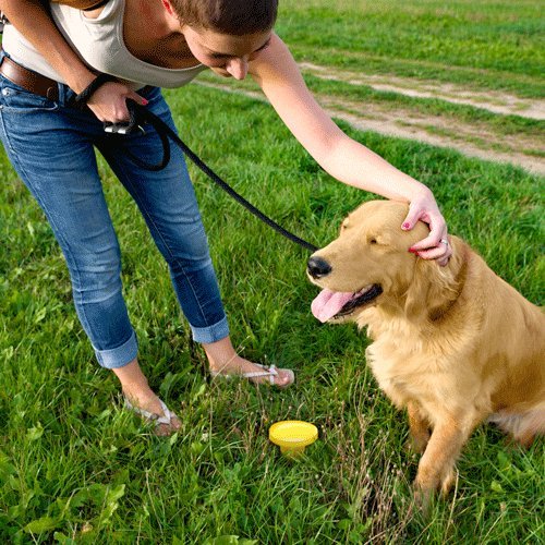 Simple Solution Pee Post | Outdoor Dog Training Aid | Pheromone Infused Dog Pee Post